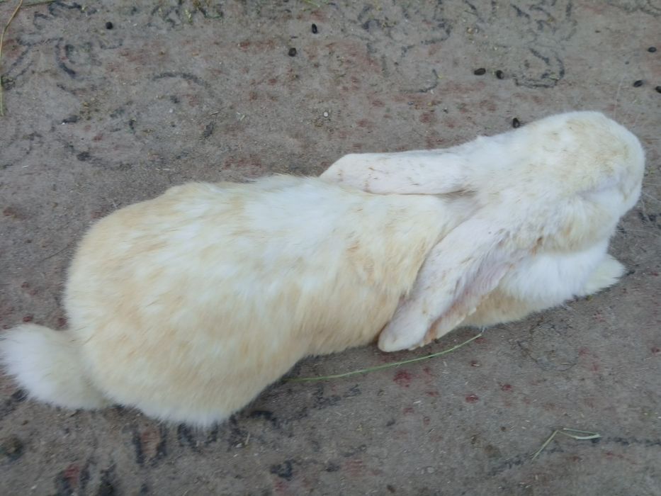 Кролики великан.   .