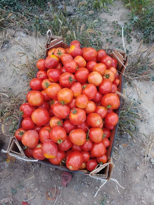 Продам томатная кобра