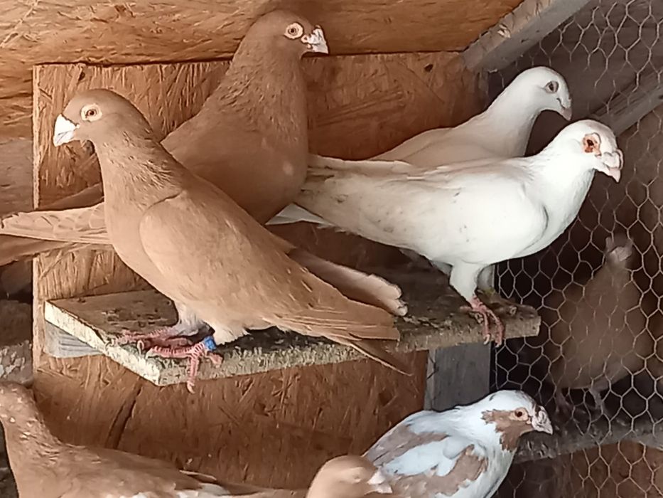 De vânzare porumbei voiajori stil vechi