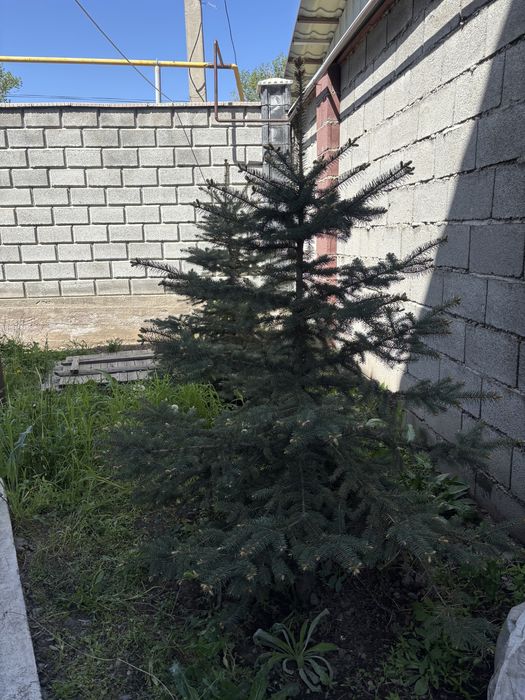 Продам сизы