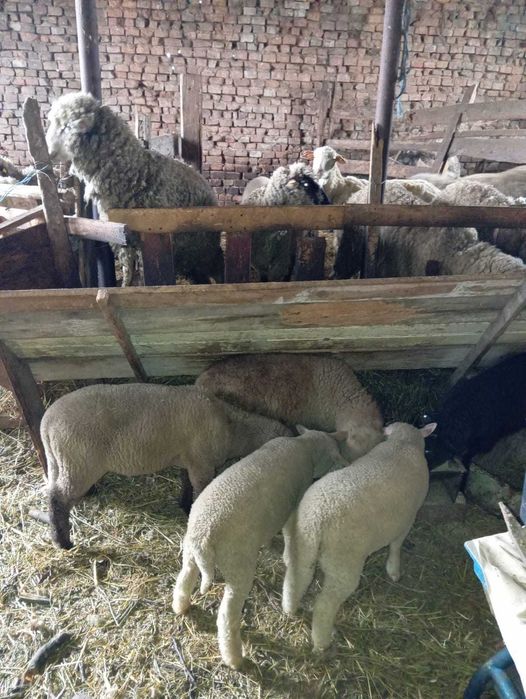 De vanzare oaie cu miel