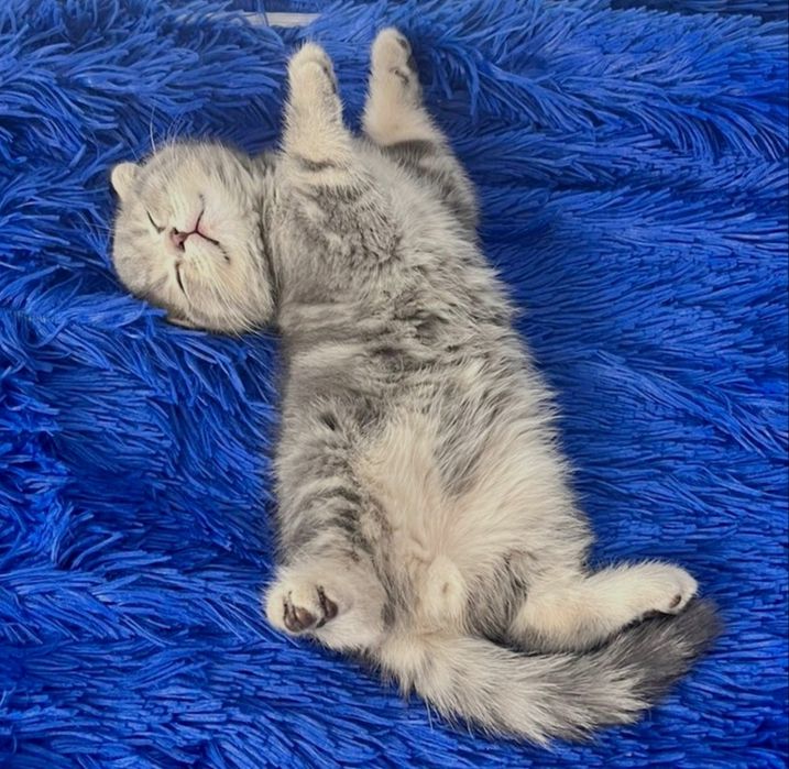 висЛоуХие ШотЛанДские