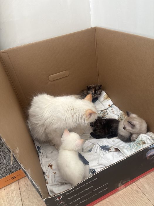 Котята в добрые руки