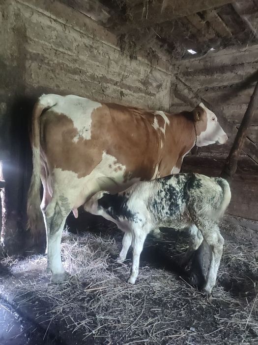 De vânzare vaca bălțată de 8 ani cu vitea belgiana de o săptămână