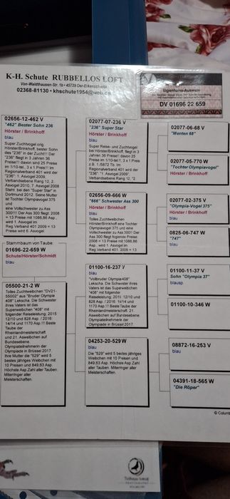 Mascul DV porumbel voiajor cu pedigree