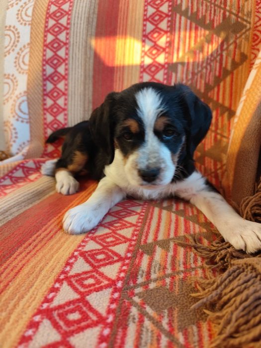 Красиво кученце бретон шпаньол