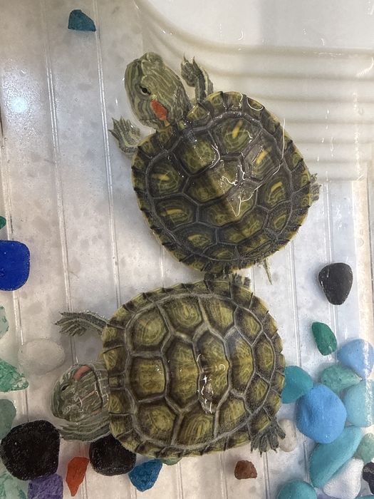 Черепахи красноухие водяные