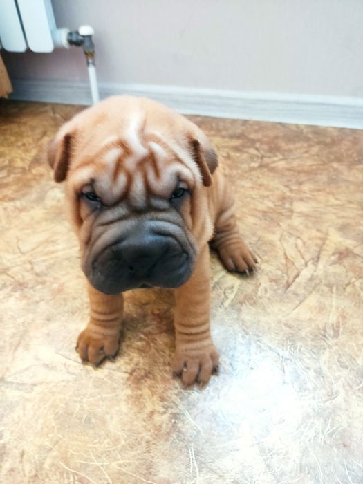 Продам щенков Шарпеев