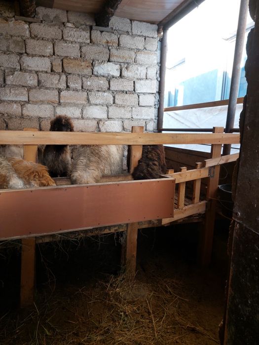 Кой токты  бордакы койлар