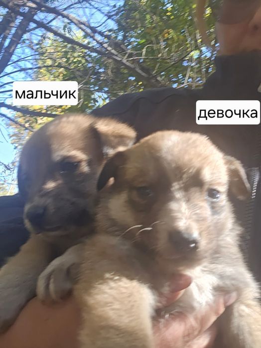 Щенки отдам в хорошие руки