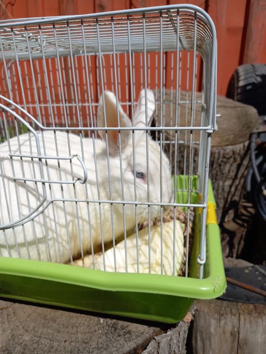 Продам декаративного кролика