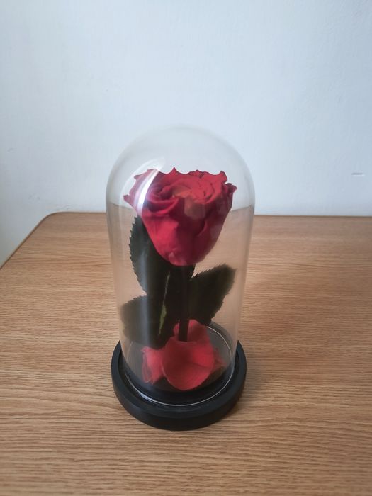 Trandafiri Criogenați – Cadoul care Durează Ani