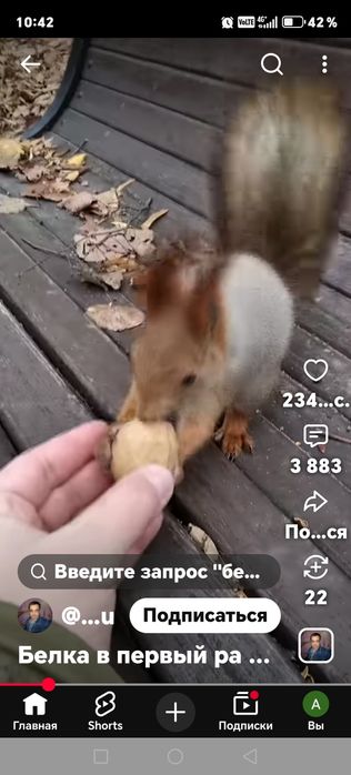 Продам белок почти ручные