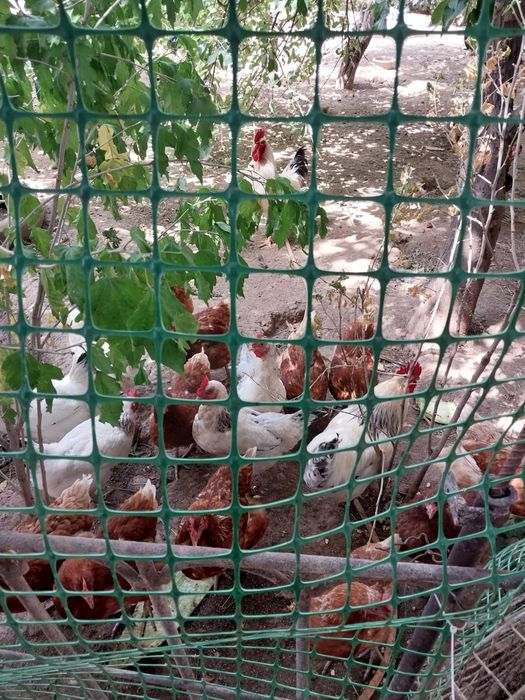 Продаются куры Адлер и Ломан браун