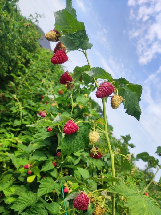 Малина Карамелька