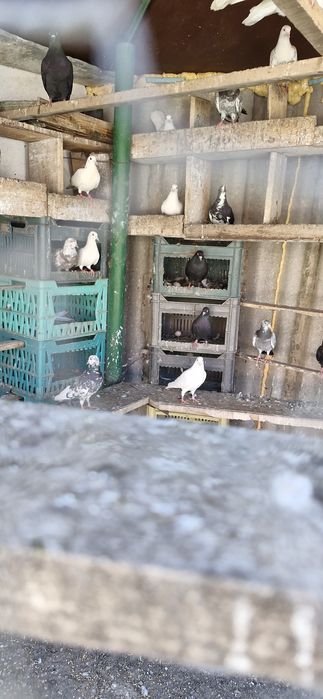 Пазарджйски гълаби