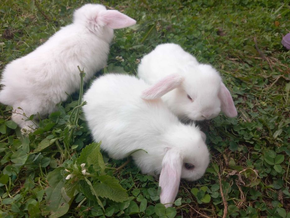 Iepurași pitici berbec german