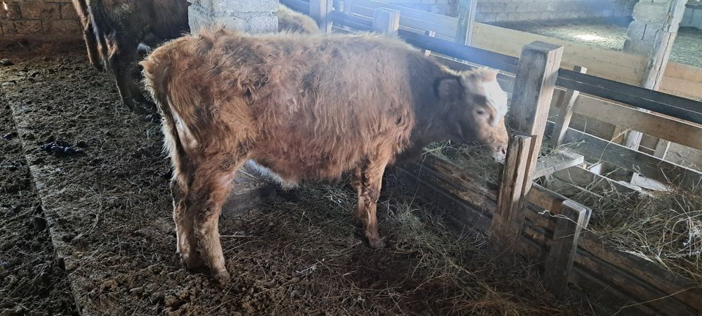 4 бас еркек баспақ сатылады