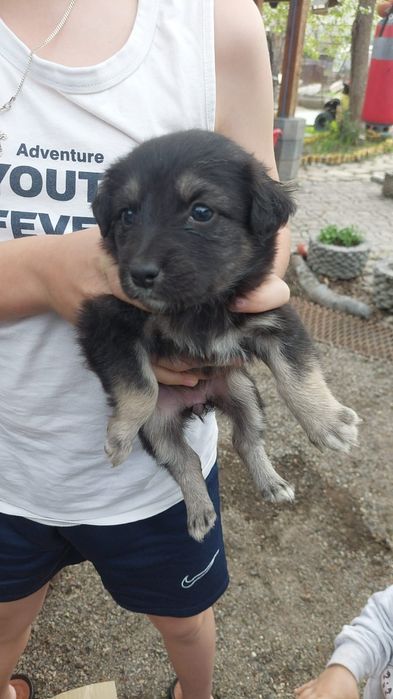 Щенки бесплатно отдам