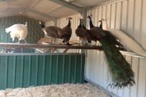 Белые и Индийские павлины ..