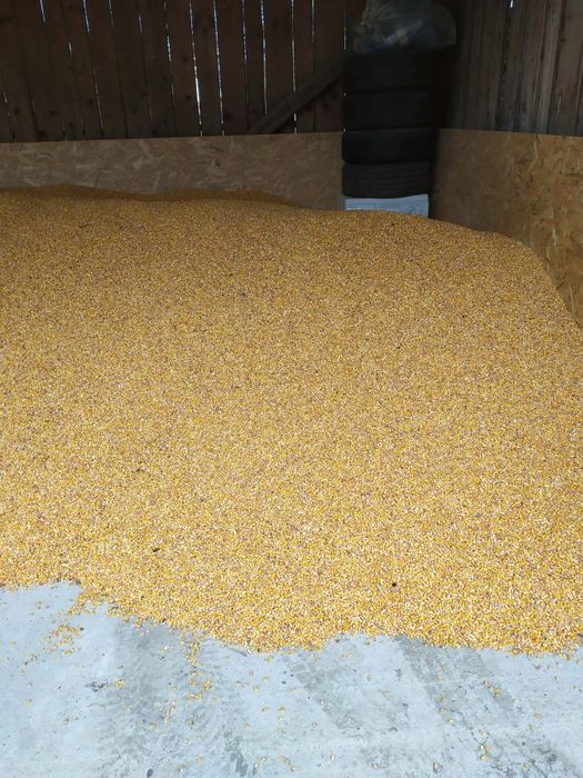 Porumb  de vanzare 2025