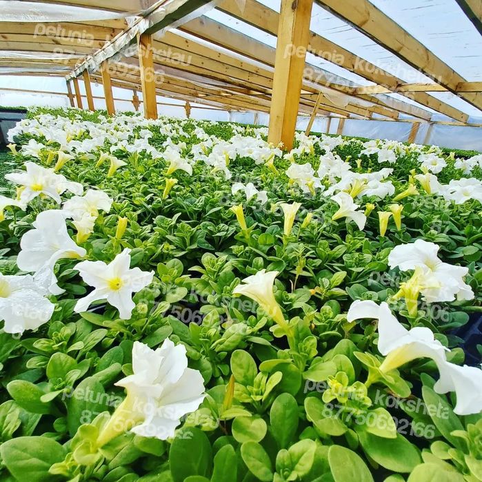Петуния рассада цветов