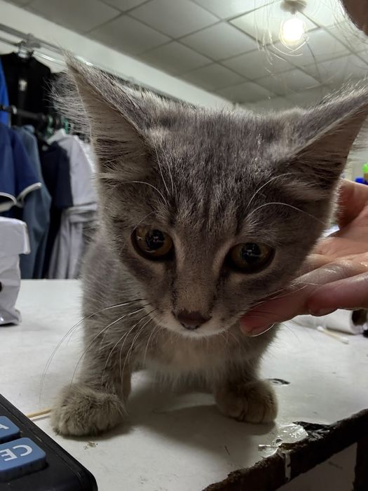 Отдам котенка в добрые руки, мальчик