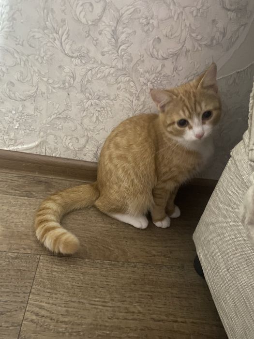 отдам кота в добрые руки