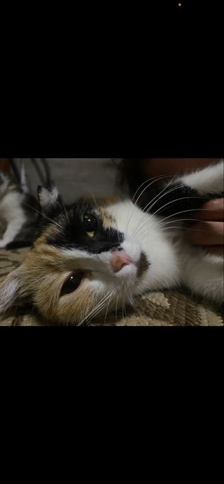 Отдадим кошечку в добрые руки