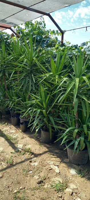 Plante yuca de vanzare