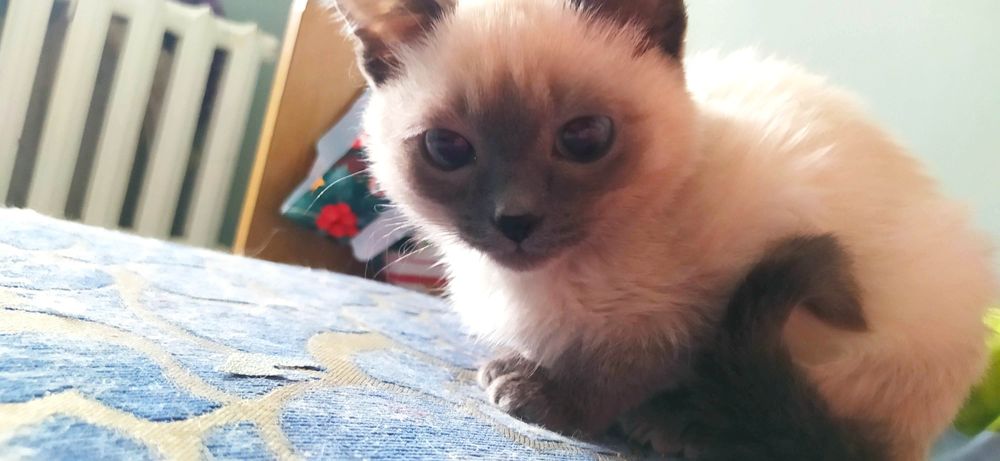 Отдам котят 4-5 месяцев, кошек и котов 1.5 года, 2.5 года и 12 лет