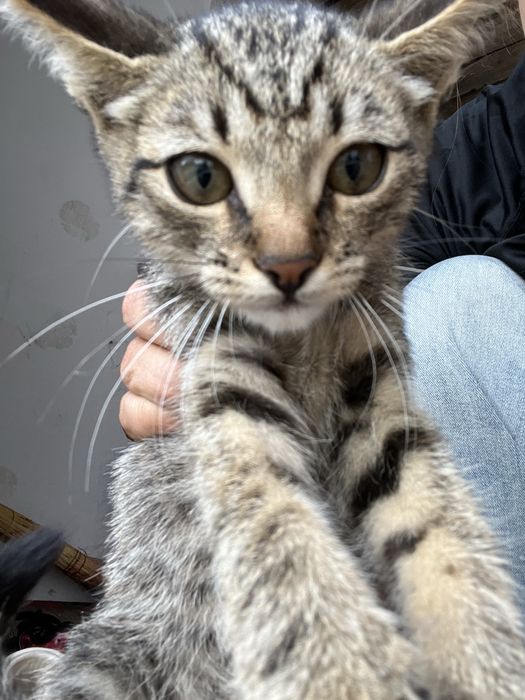 Котята  в хорошие руки