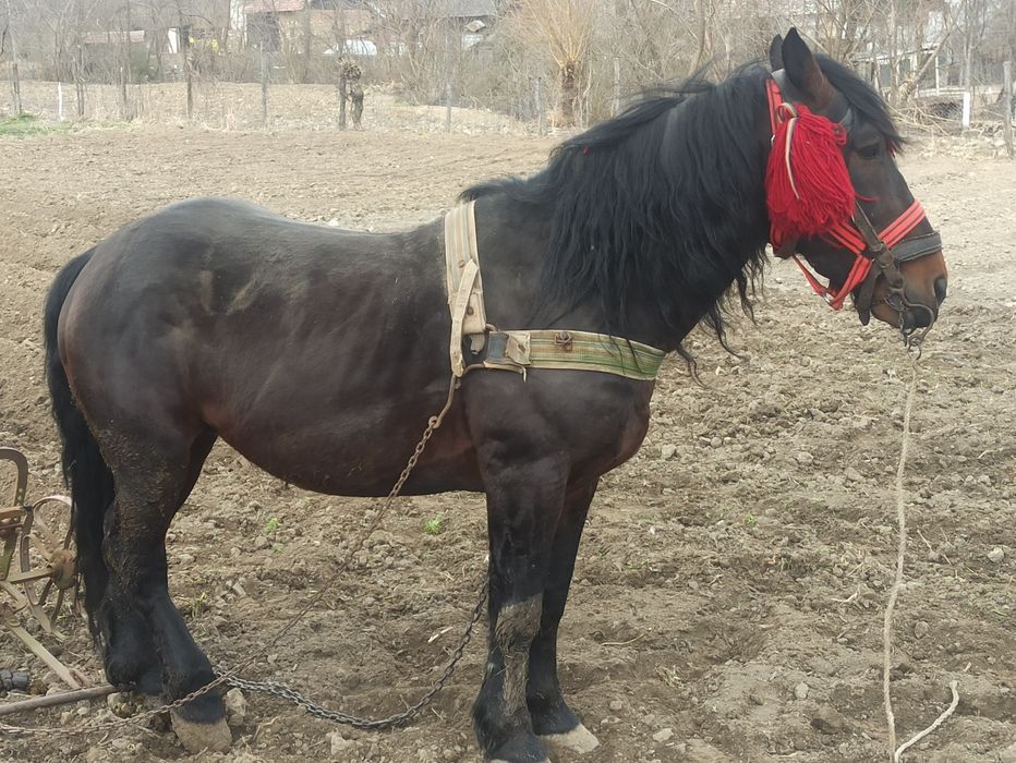 Vând  armăsar sau schimb