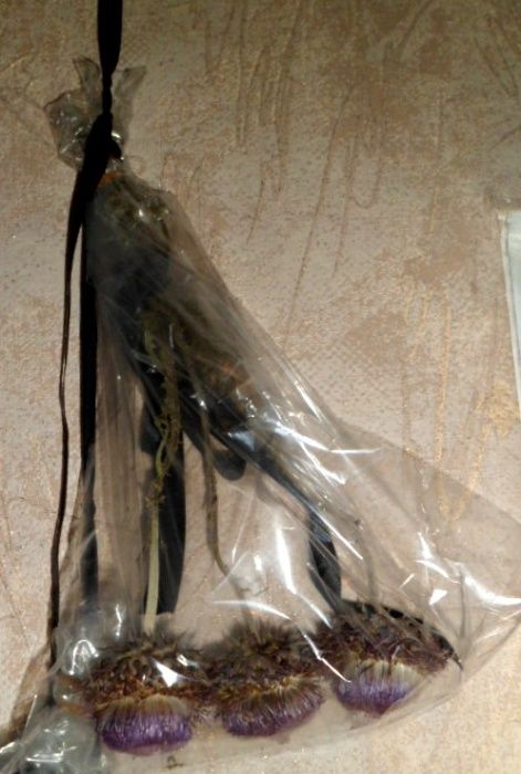 Чертополох оберег для дома