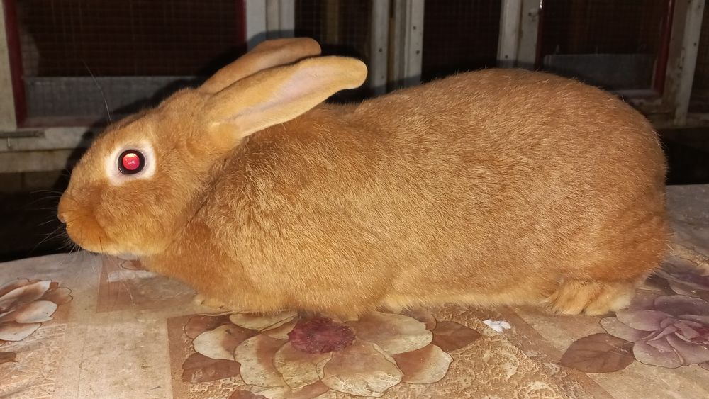 Продаётся самка Бургундия