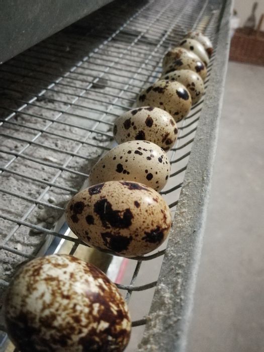 Oua de Prepelițe ptr Tratament/Consum/