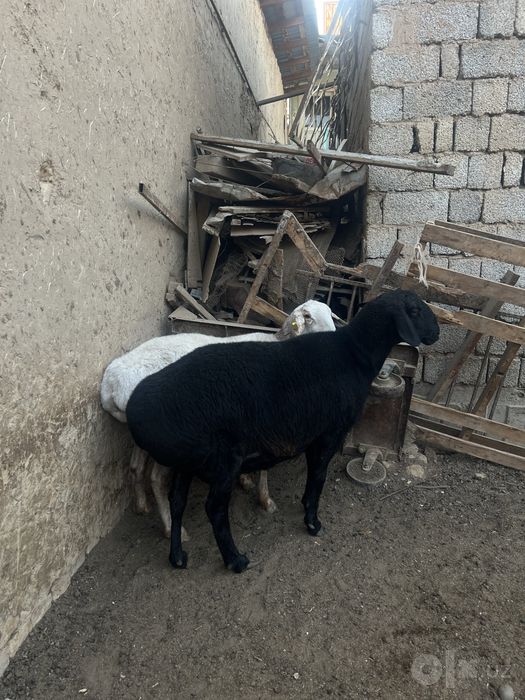 Qoy sotiladi yeb ichshlar zor
