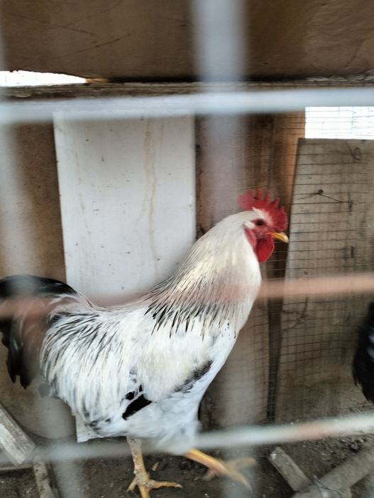 Қораздар бар сатылатын