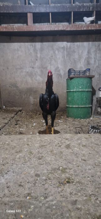 Дәкән түлек сатылады