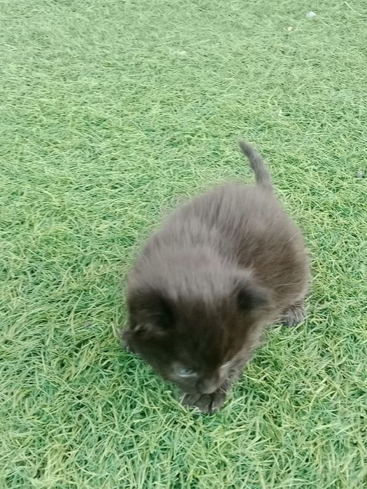 Отдам Котят  от 15 августа
