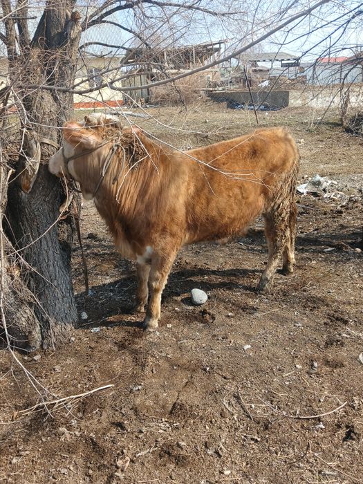 Продам 2 быков стоят на откорме