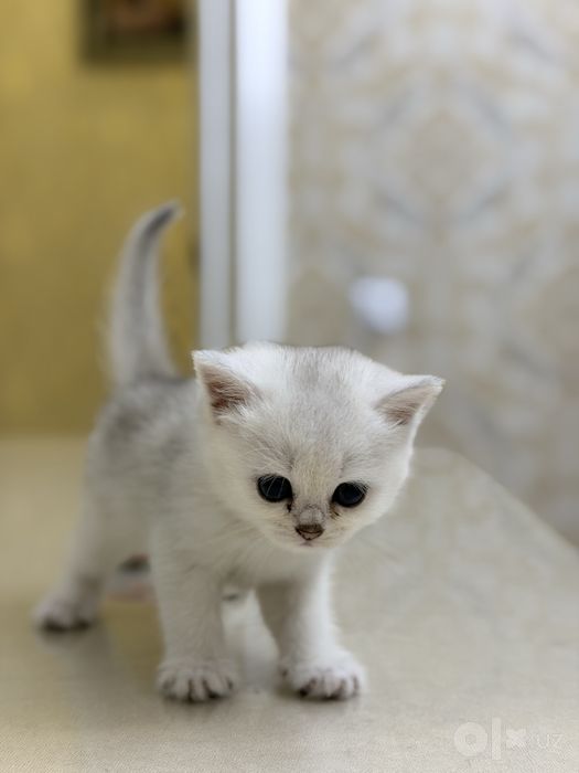 Продаются котята породы Голден Шиншилла и Шотландская