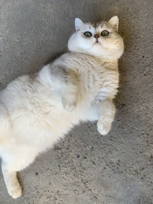 Вязка Британский Шиншилла