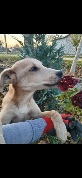 Cățel de 7 luni spre adoptie