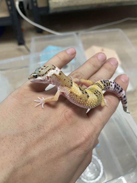 Эублифары геконы