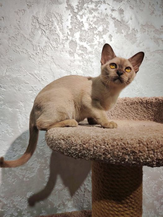 Европейская бурма