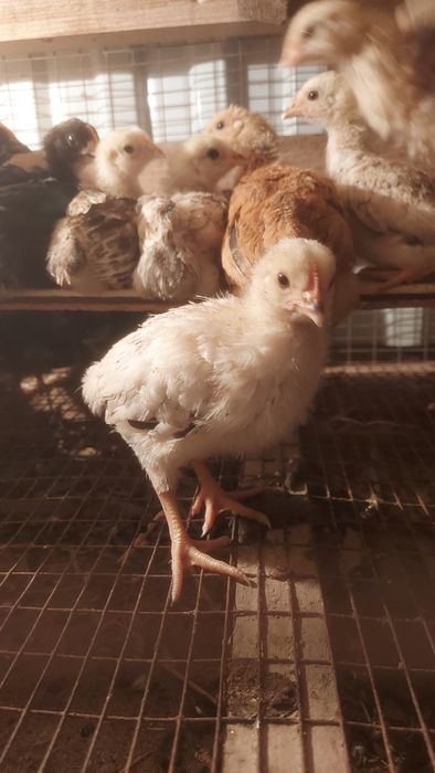 Цыплята, балапан