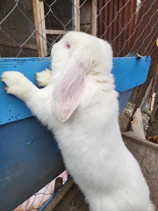 Iepure berbec german