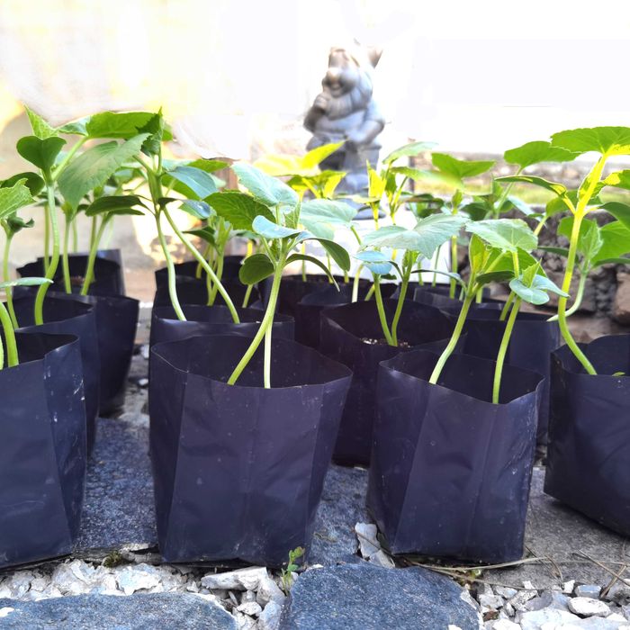 Пликове за разсад, разсаждане на цветя, овошки, зеленчуци, домати