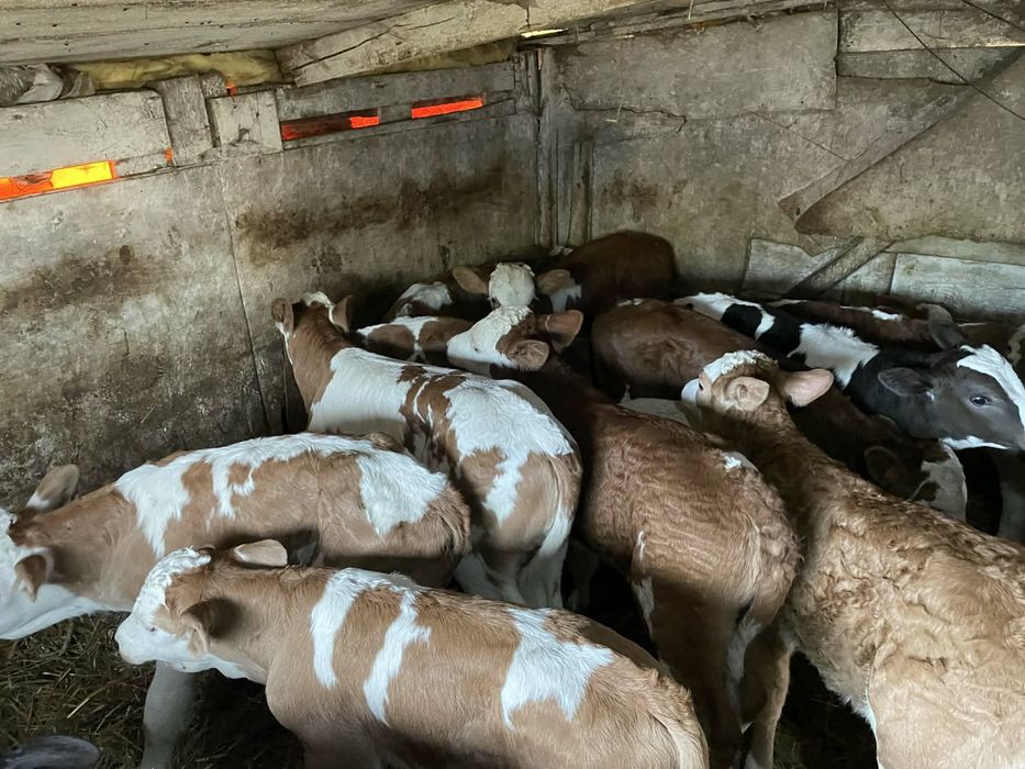 Vand taurasi si vitele